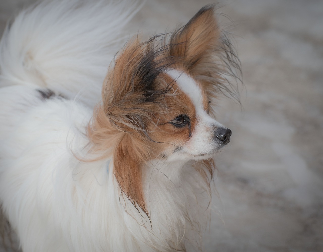 dog  pet  dwarf spaniel free photo