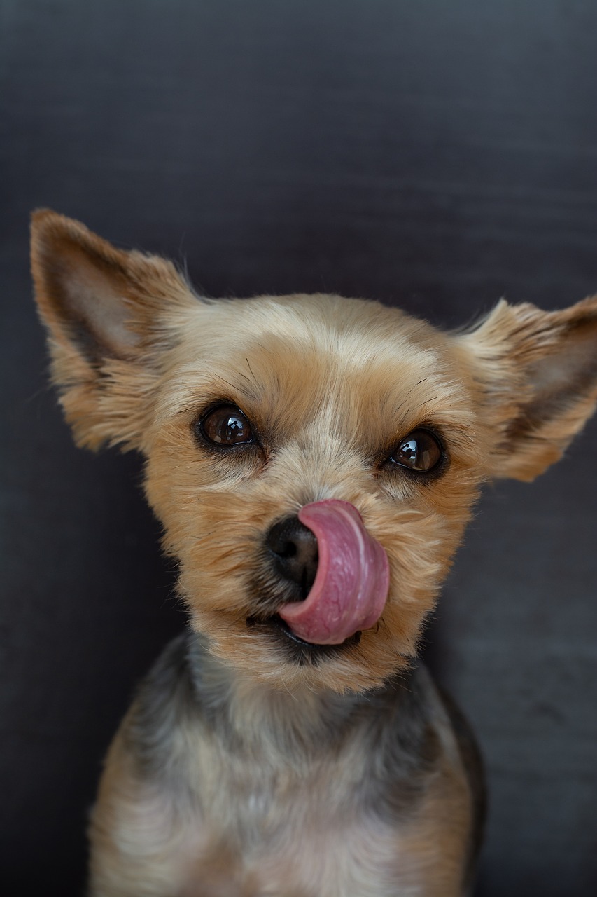 dog  small  yorki free photo