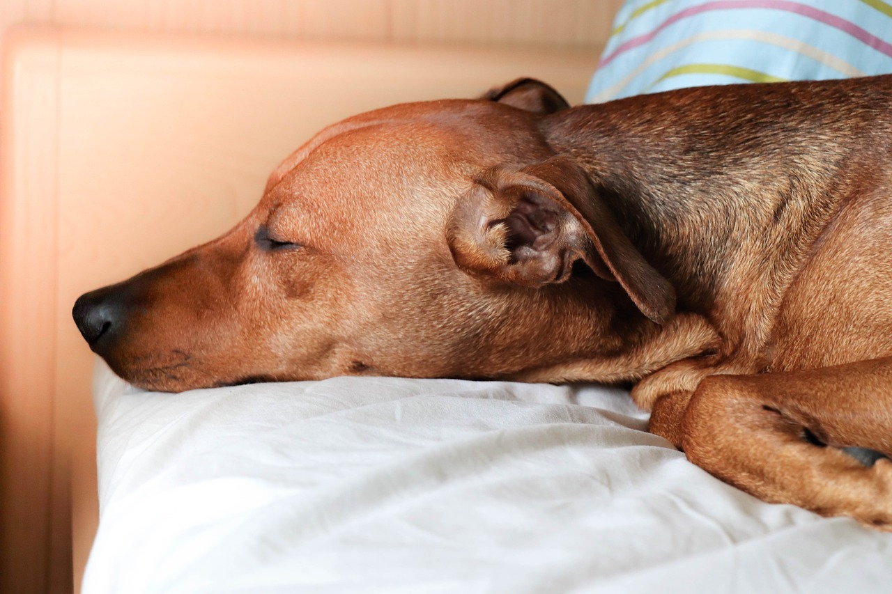 dog  portrait  sleeps free photo