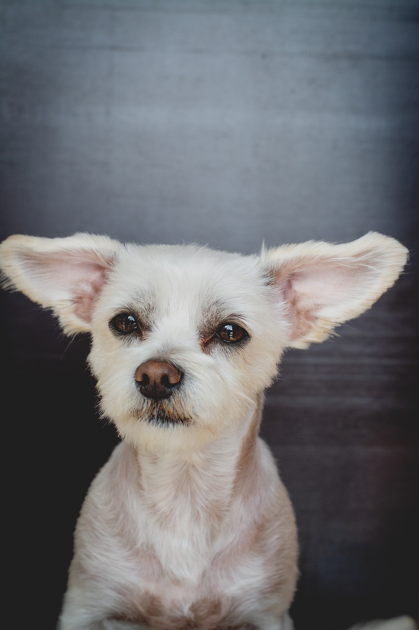 dog  maltese-havanese  hybrid free photo