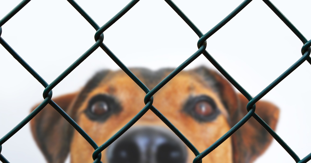 dog  fence  grid free photo