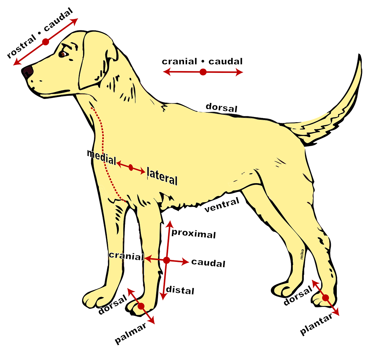 dog anatomical diagram free photo