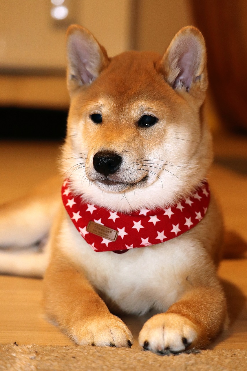 dog  pet  japanese free photo
