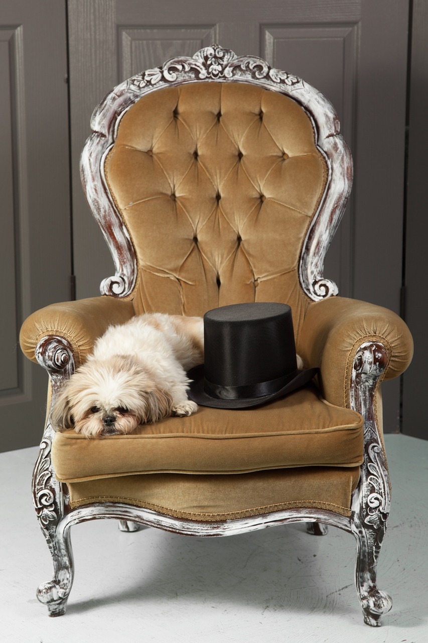 dog  chair  top hat free photo