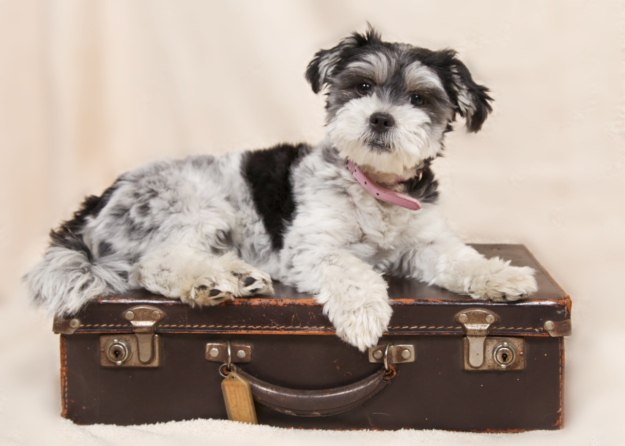 dog  suitcase  animals free photo