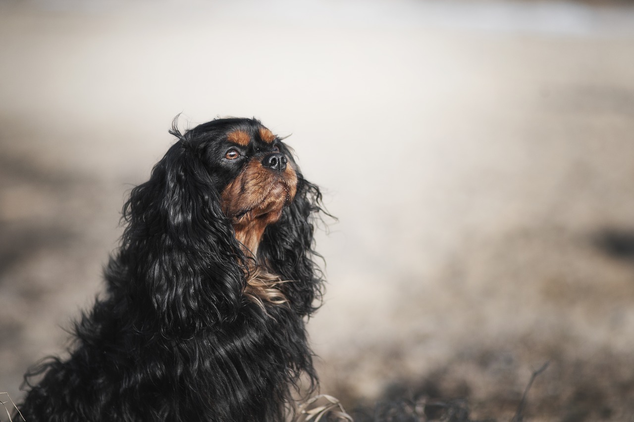 dog  spaniel  animal free photo