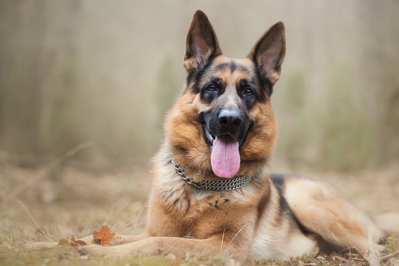 dog  shepherd  animal free photo