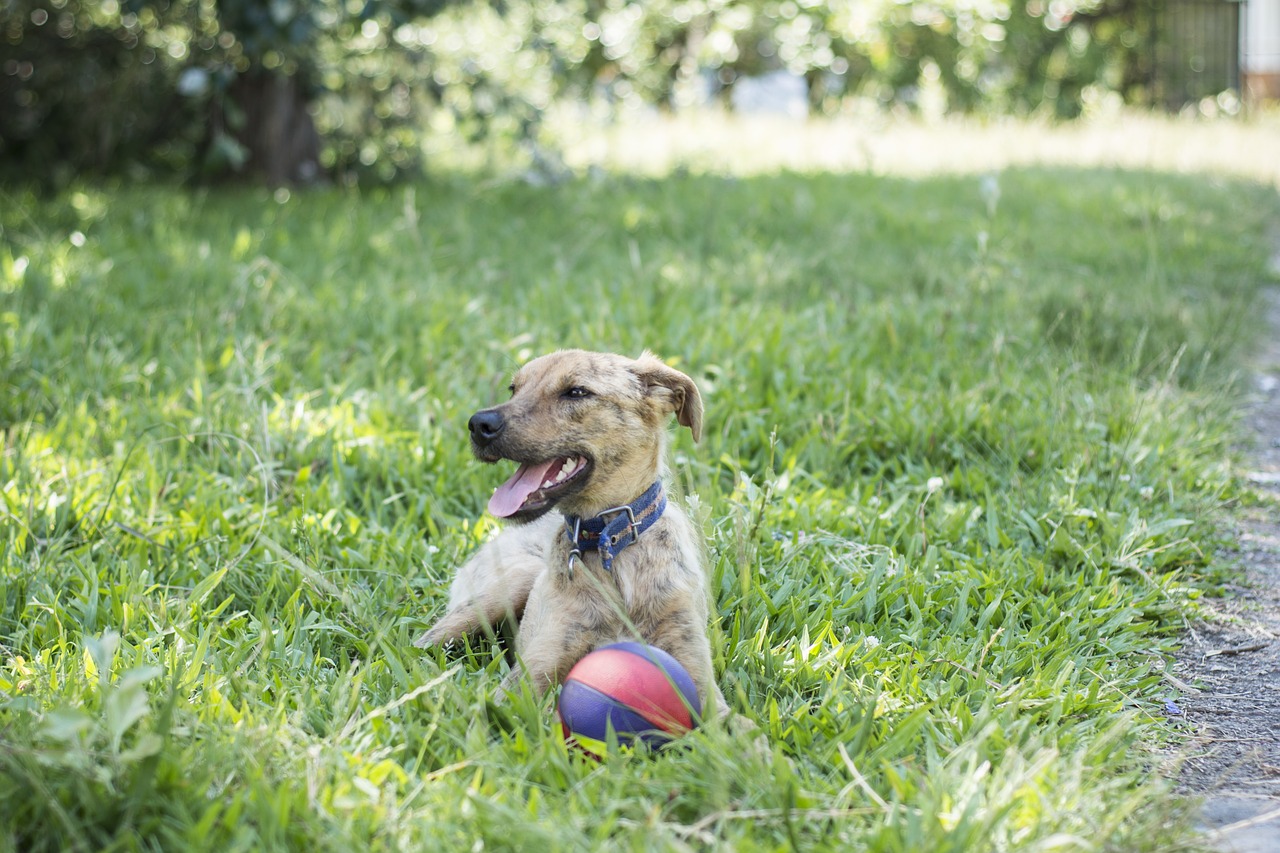 dog  field  animals free photo