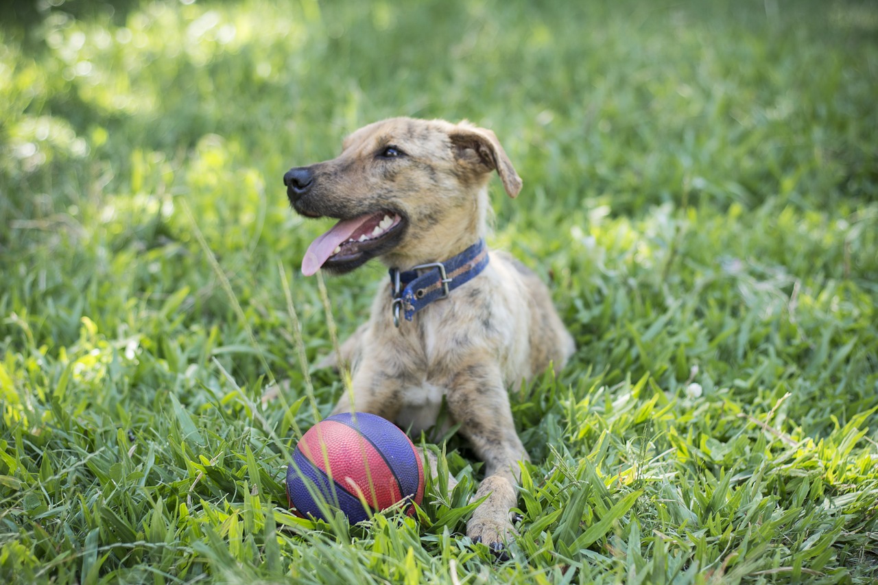 dog  field  animals free photo