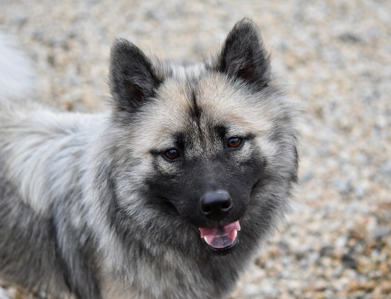 dog  dog eurasier  female eurasier free photo