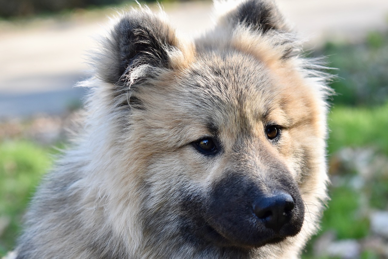 dog  dog eurasier  eurasier male free photo