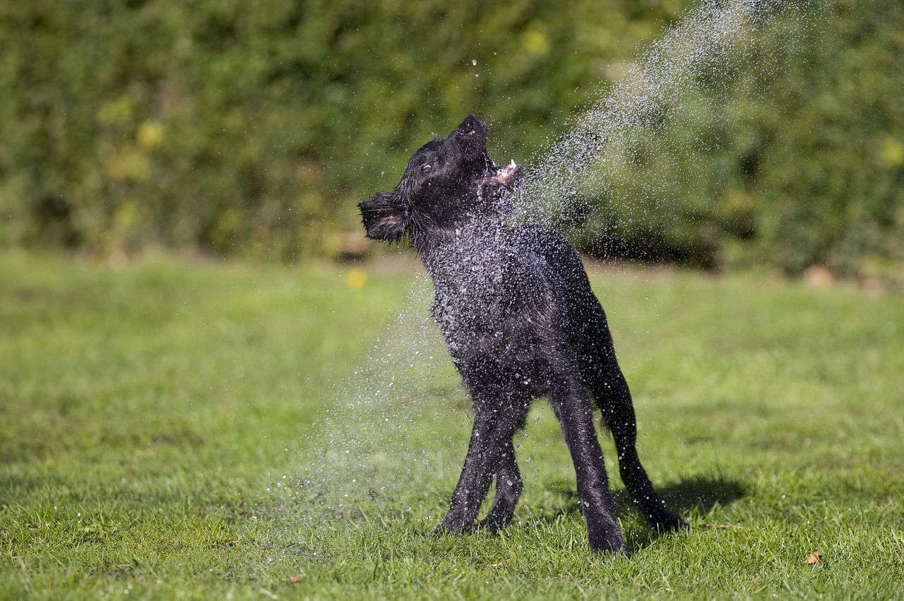 dog  puppy  flatcoated free photo