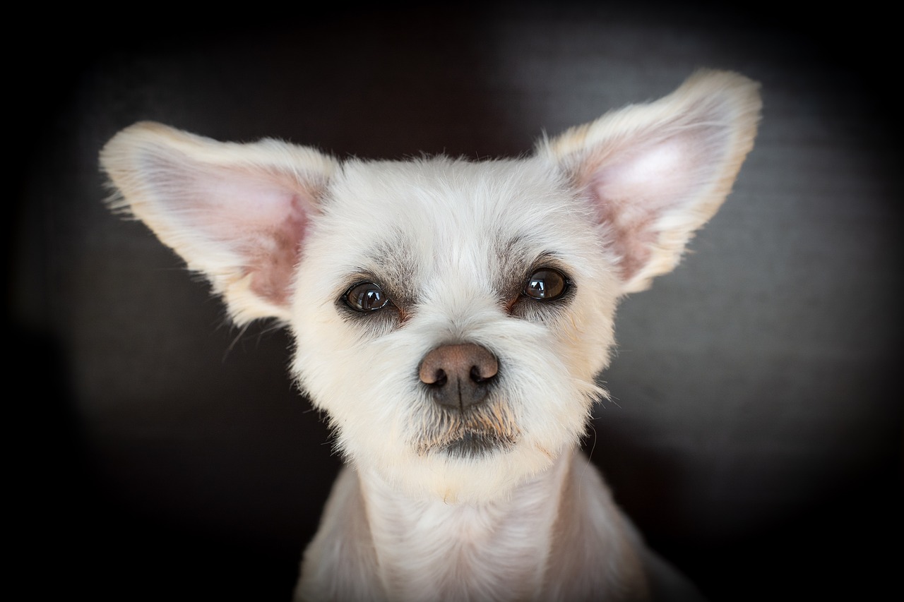 dog  white  hybrid free photo