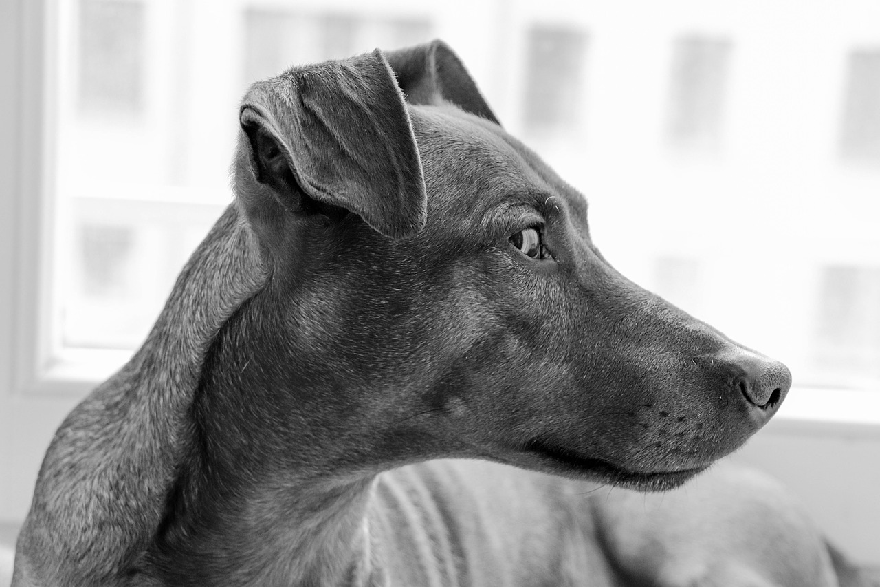 dog  breed  portrait free photo
