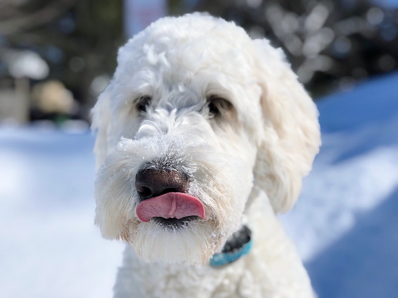 dog  puppy  goldendoodle free photo