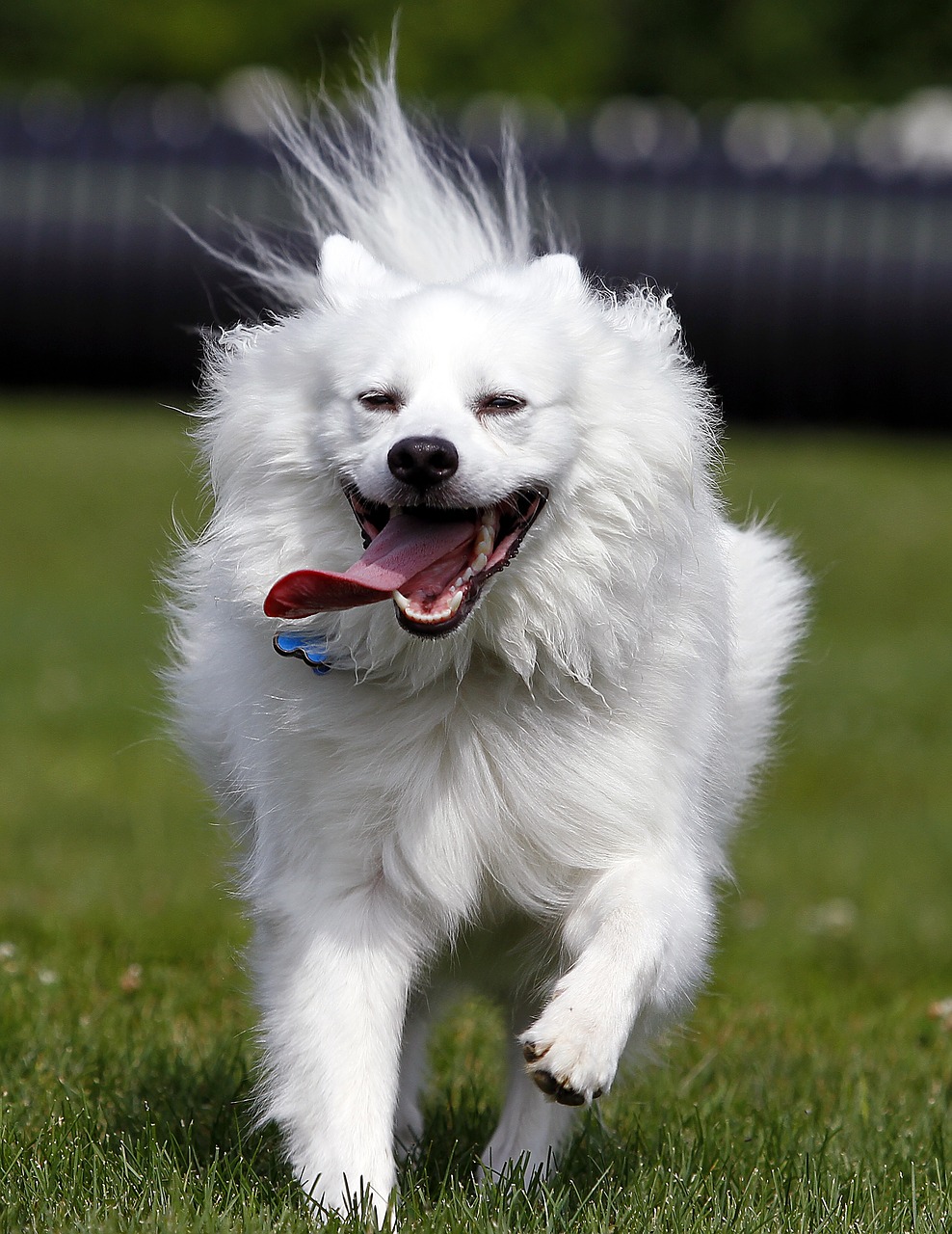 dog  american eskimo  pet free photo