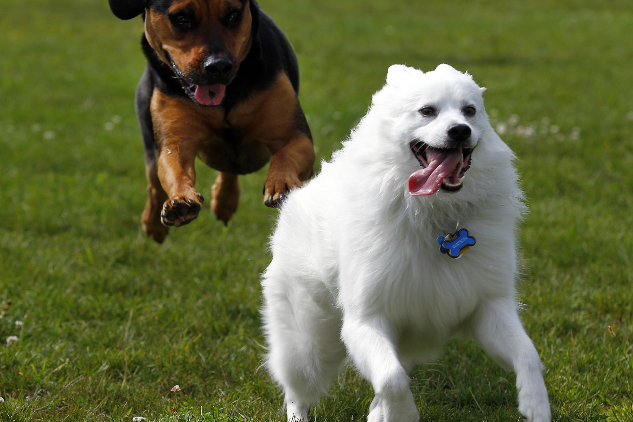 dog  american eskimo  pet free photo