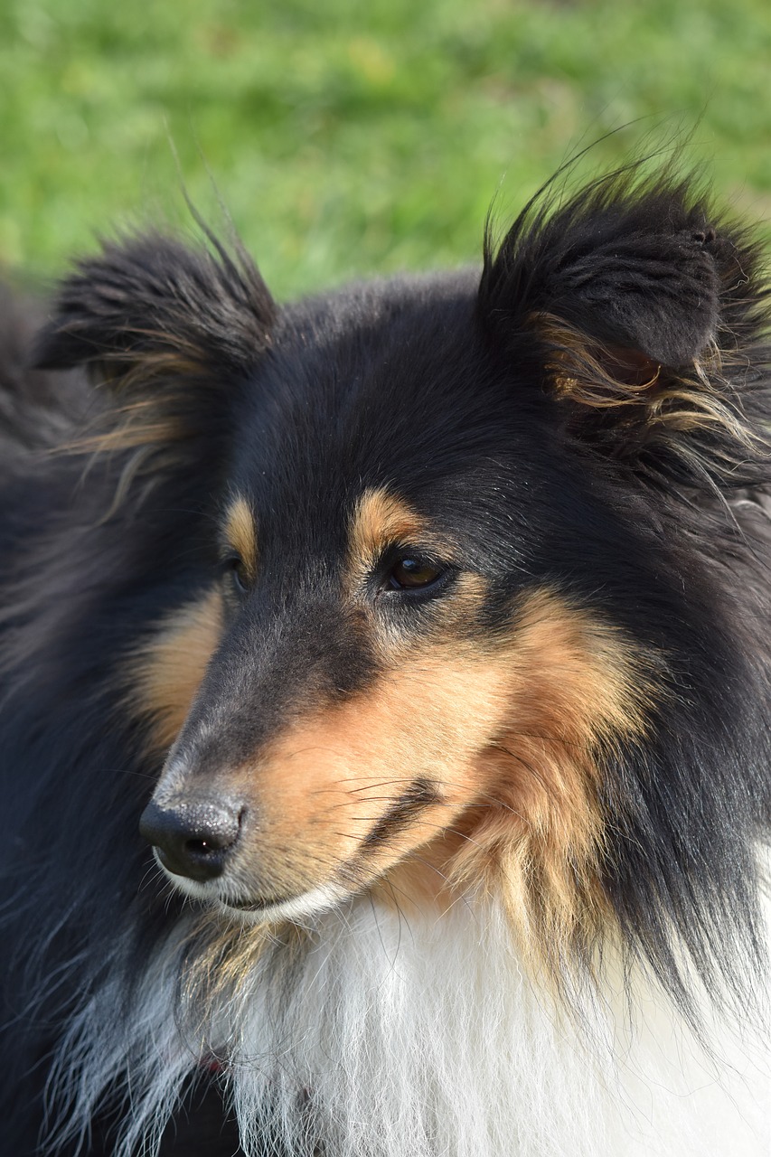 dog  dog portrait  dog shetland sheepdog free photo