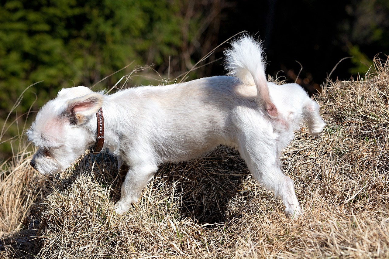 dog  white  small free photo