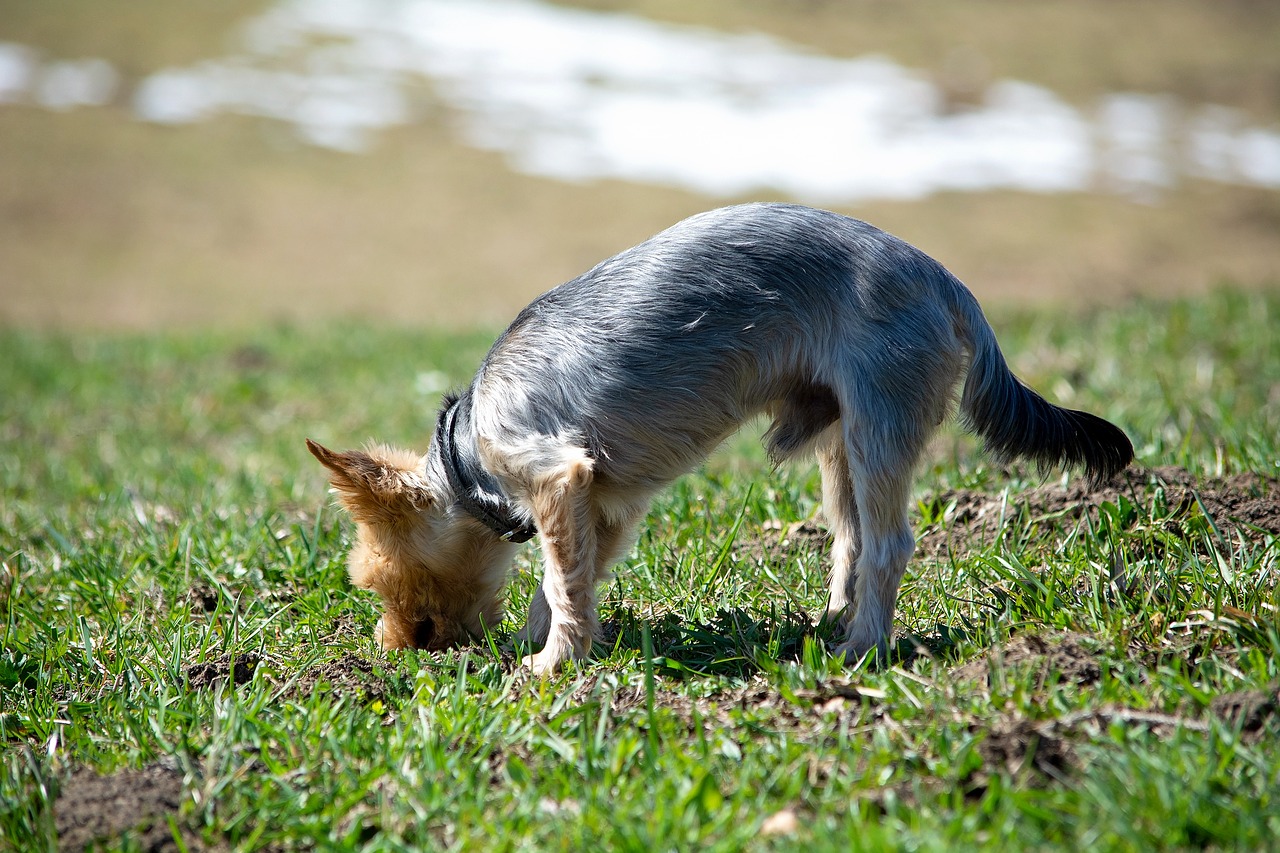 dog  out  sniffing free photo