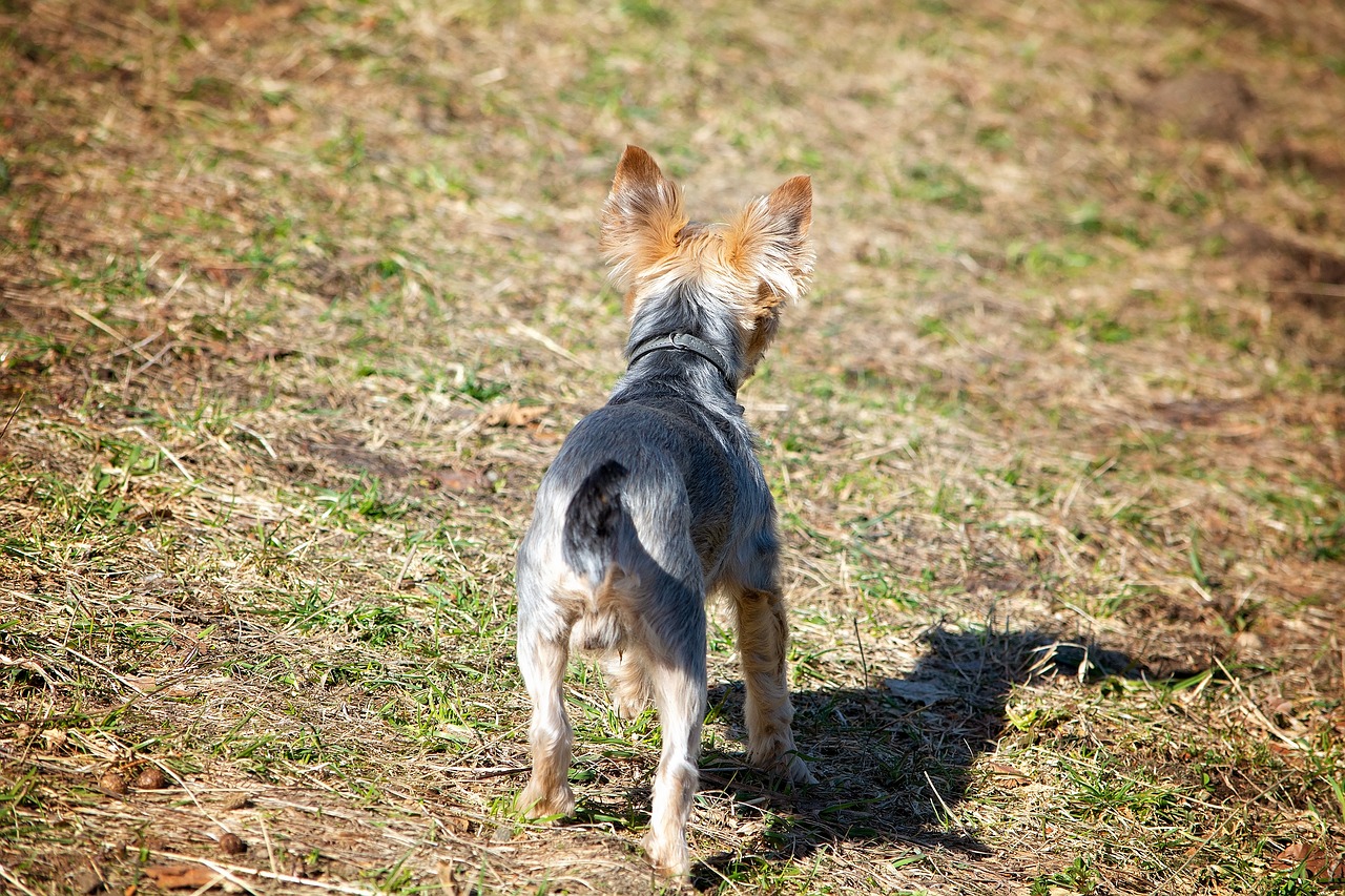 dog  small  out free photo
