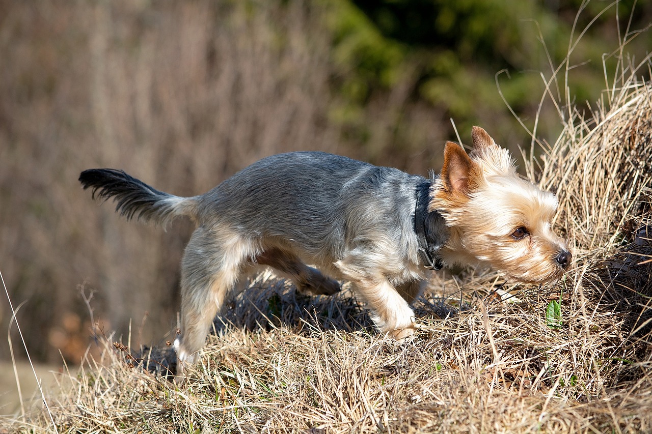 dog  out  small dog free photo