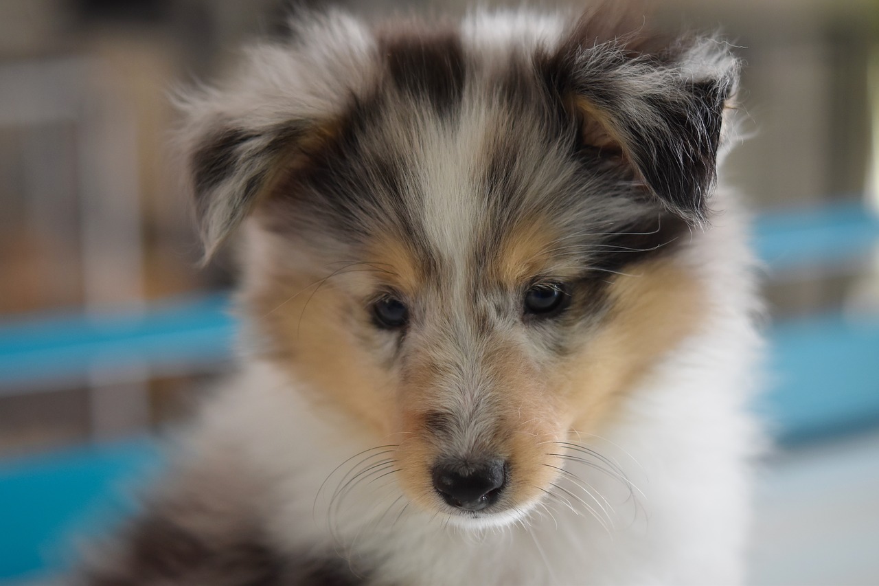 dog  shetland sheepdog  dog free photo