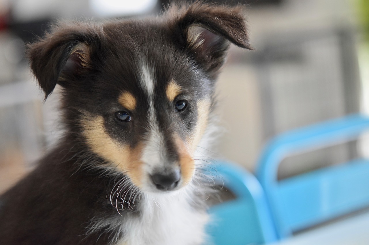 dog  shetland sheepdog  puppy free photo