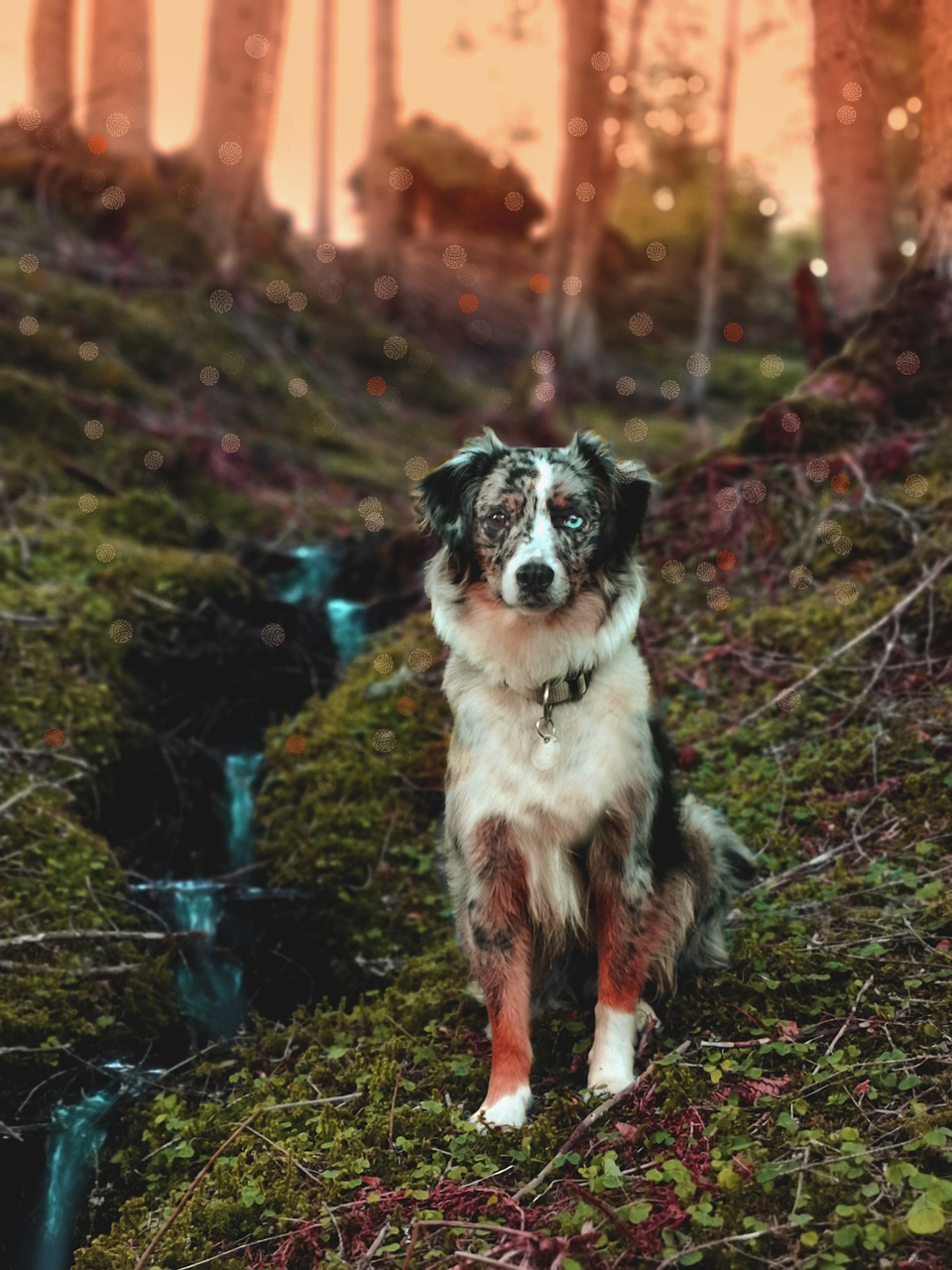 dog  australian shepherd  blue merle free photo