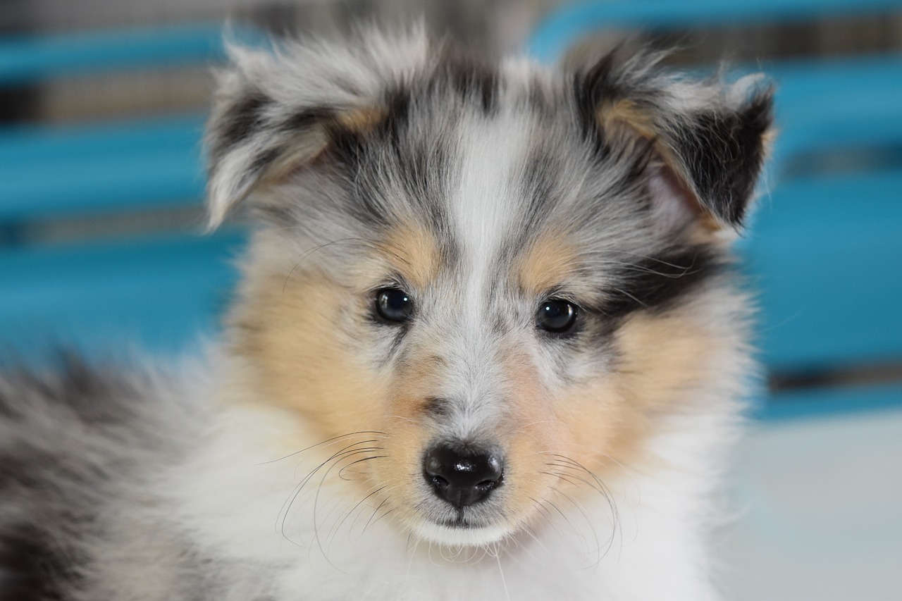 dog  puppy  puppy shetland sheepdog free photo