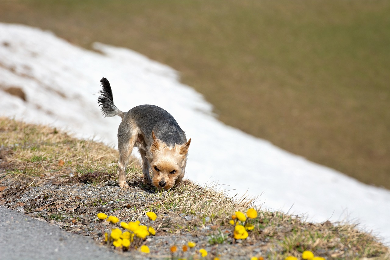 dog  out  small free photo