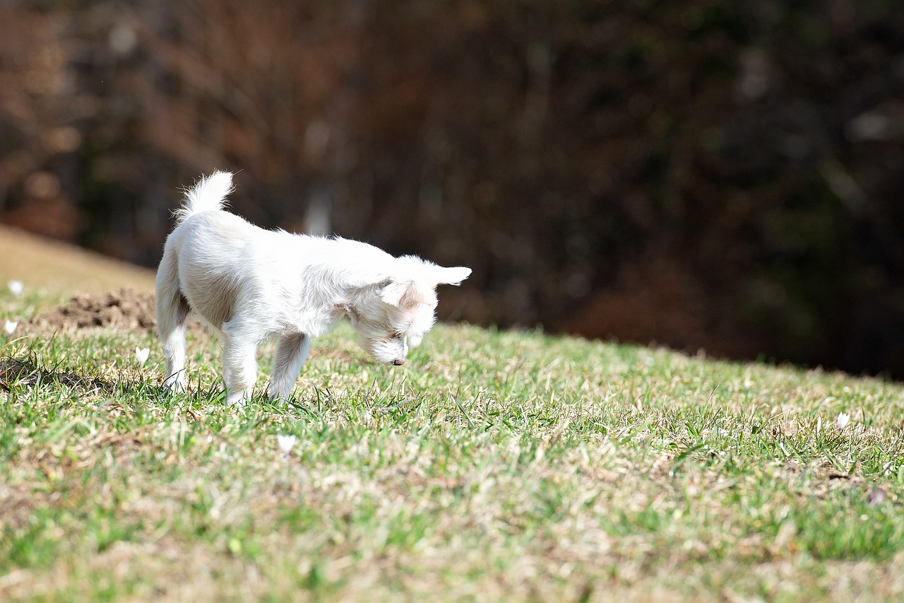 dog  white  out free photo