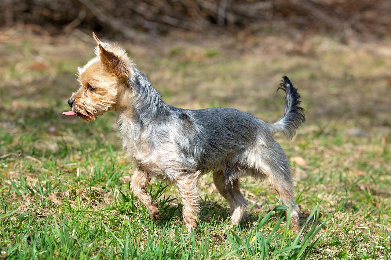 dog  small  purebred dog free photo