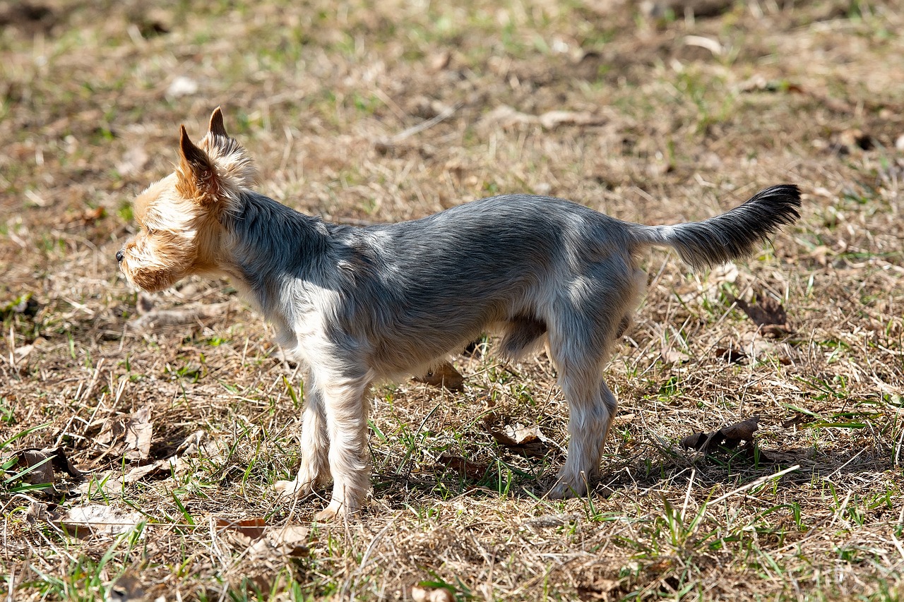 dog  small  yorki free photo