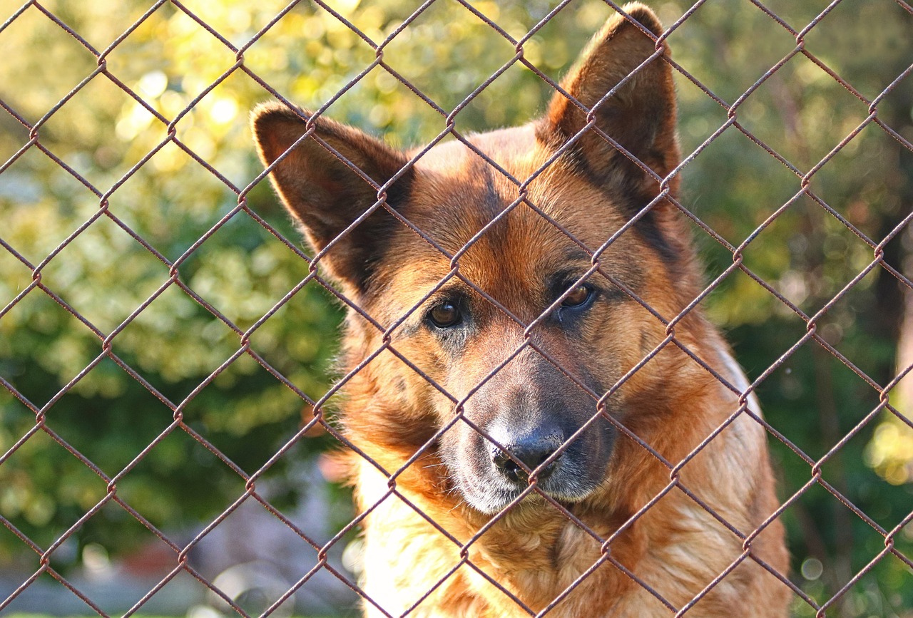 dog  german shepherd  head free photo