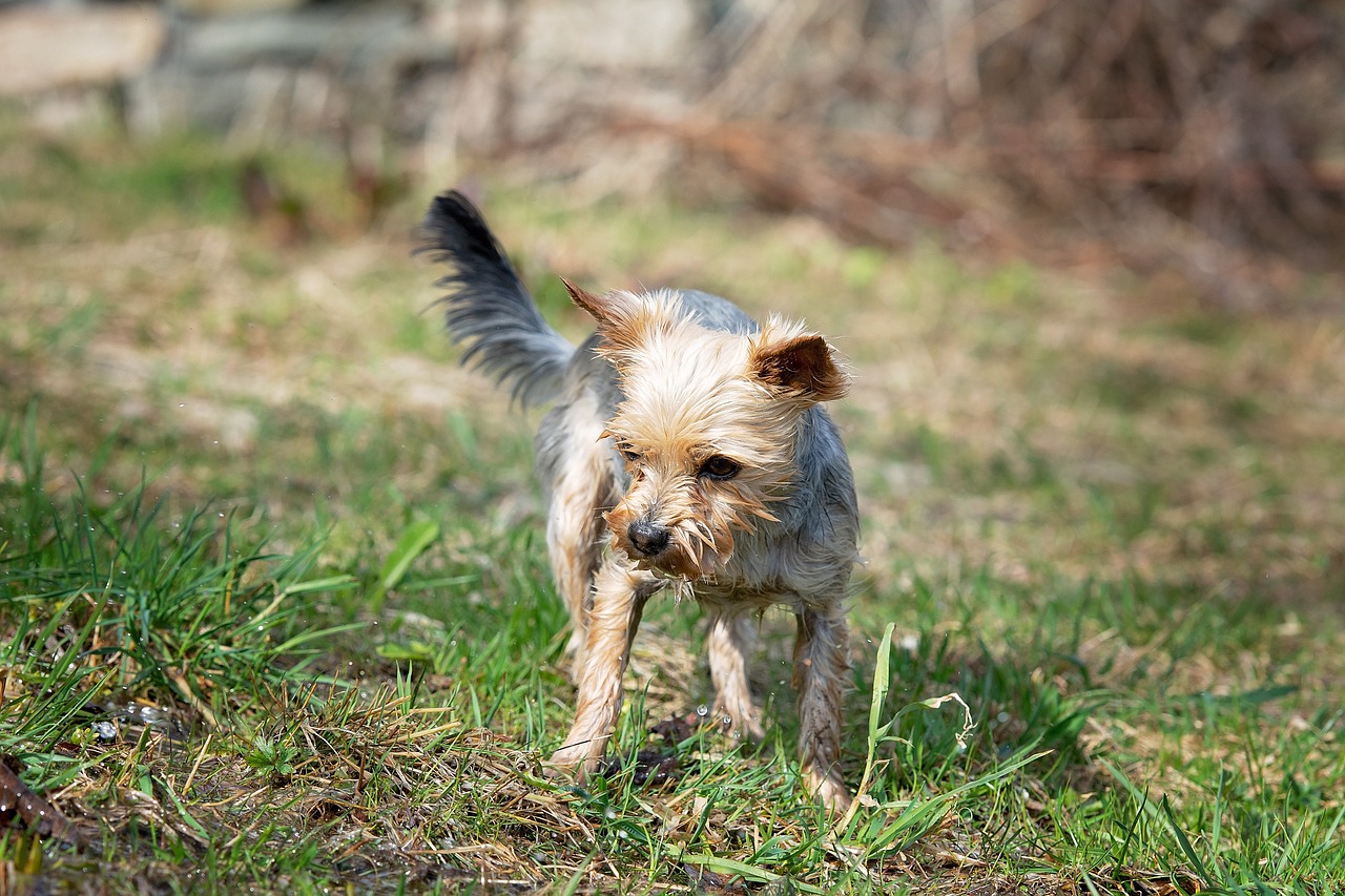 dog  small  small dog free photo