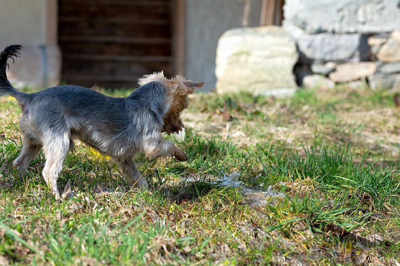 dog  small dog  young free photo