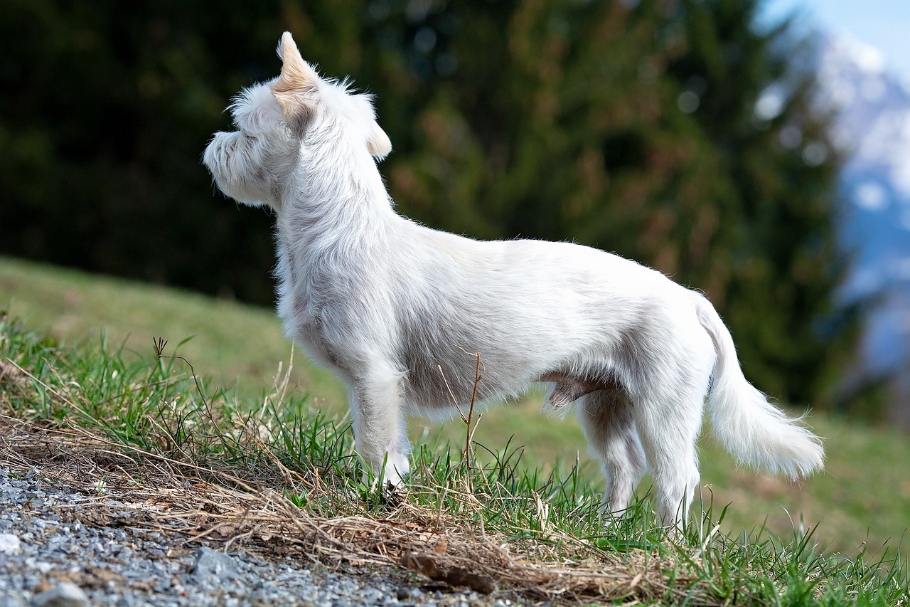 dog  white  out free photo