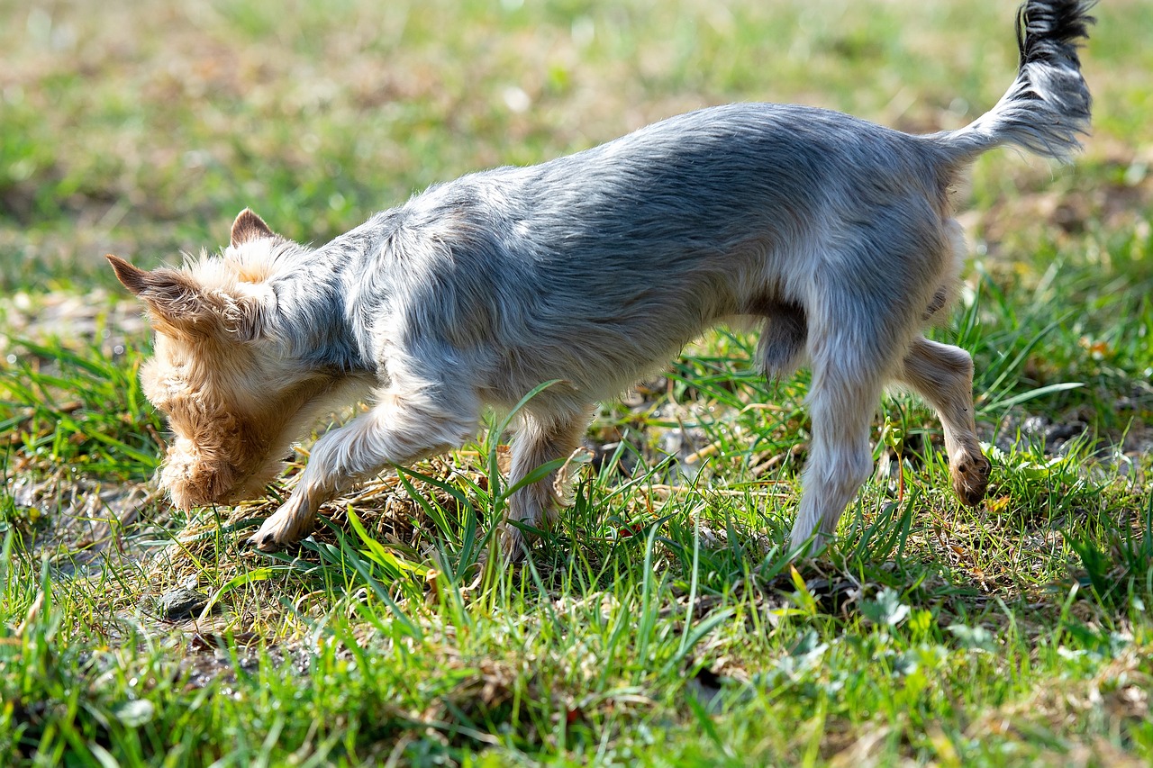 dog  out  water free photo