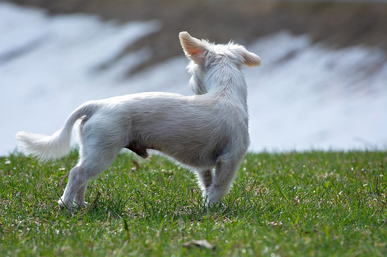 dog  white  small free photo