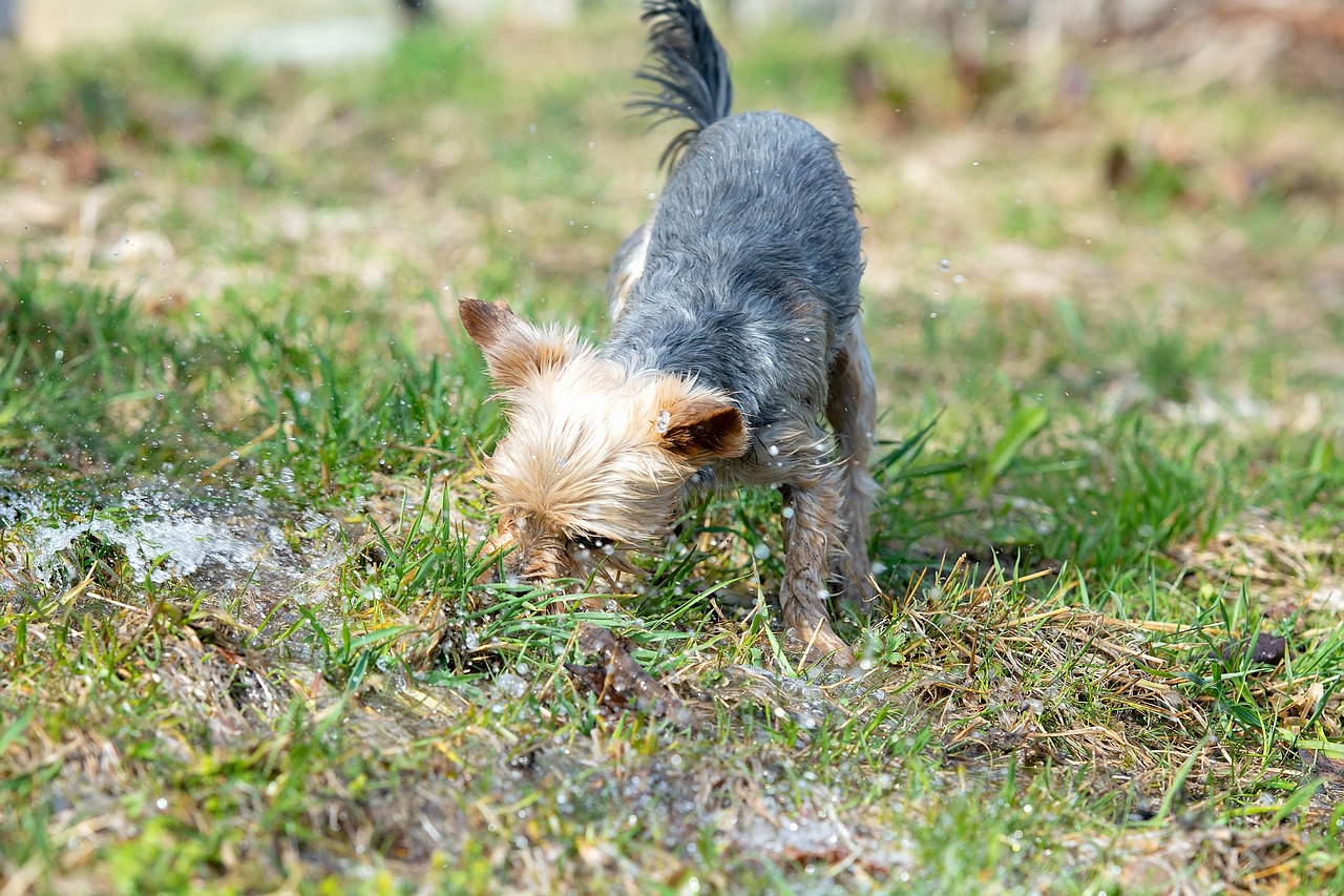 dog  water  play free photo