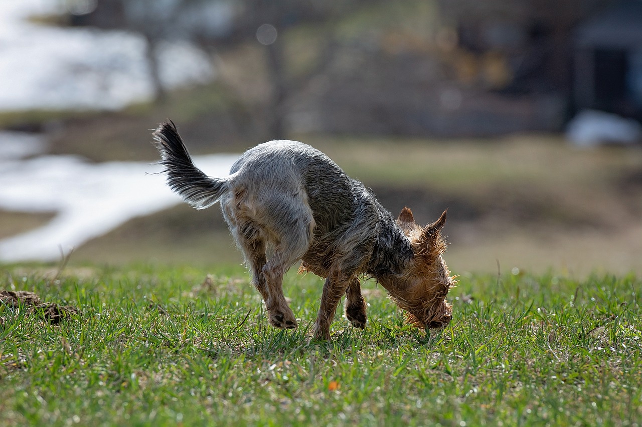 dog  out  in motion free photo