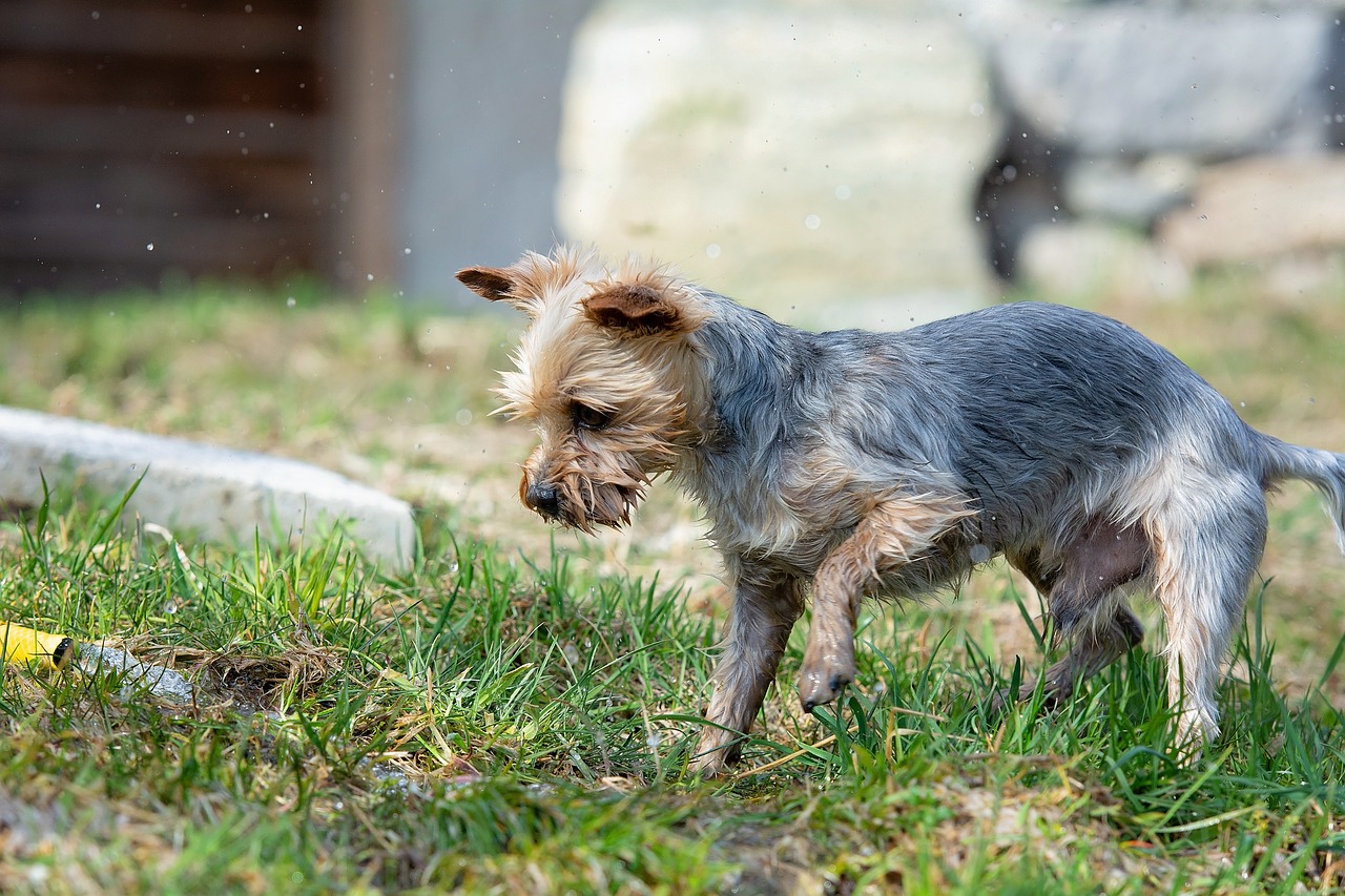 dog  water  wet free photo