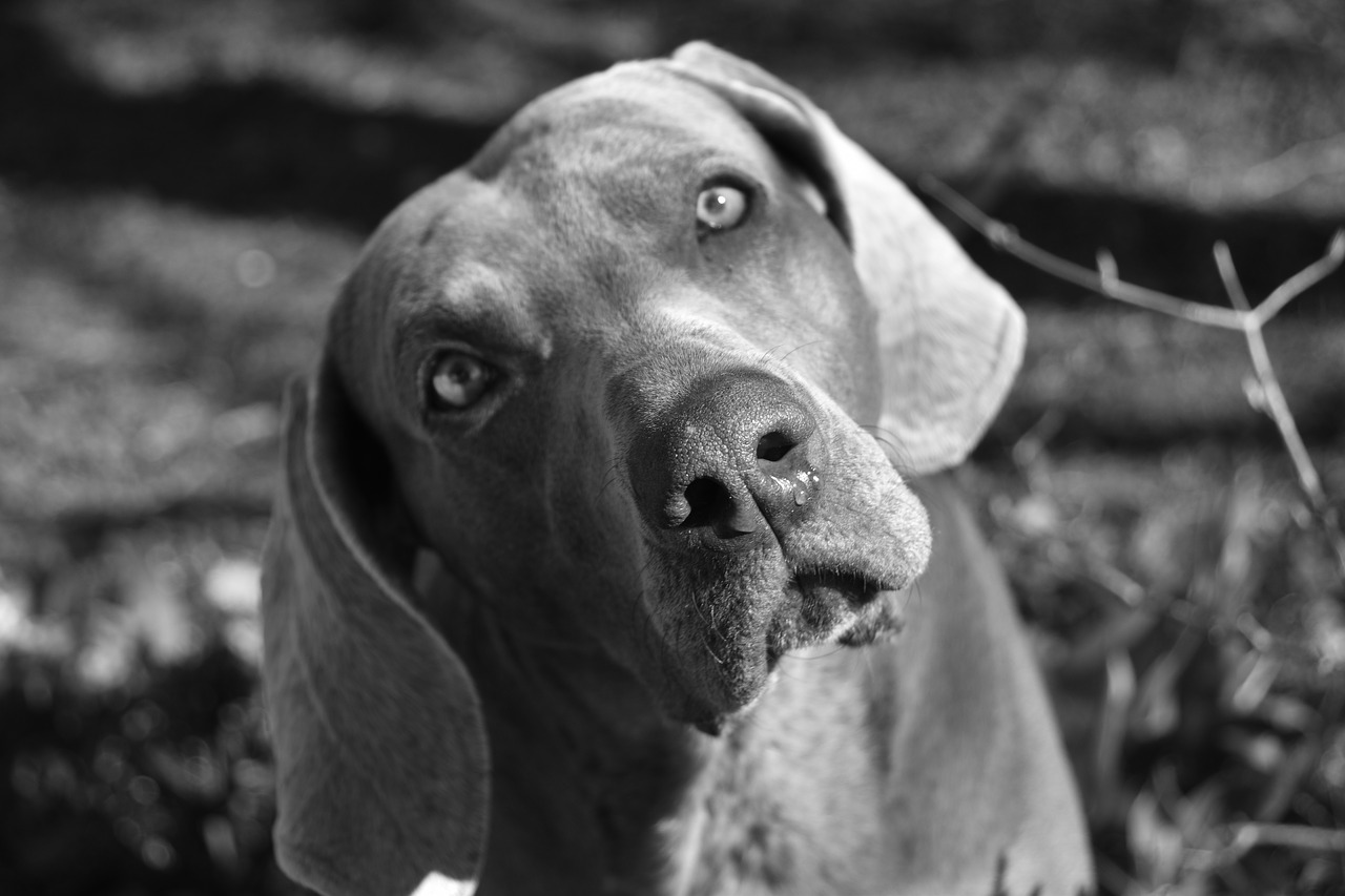 dog  weimaraner  snout free photo