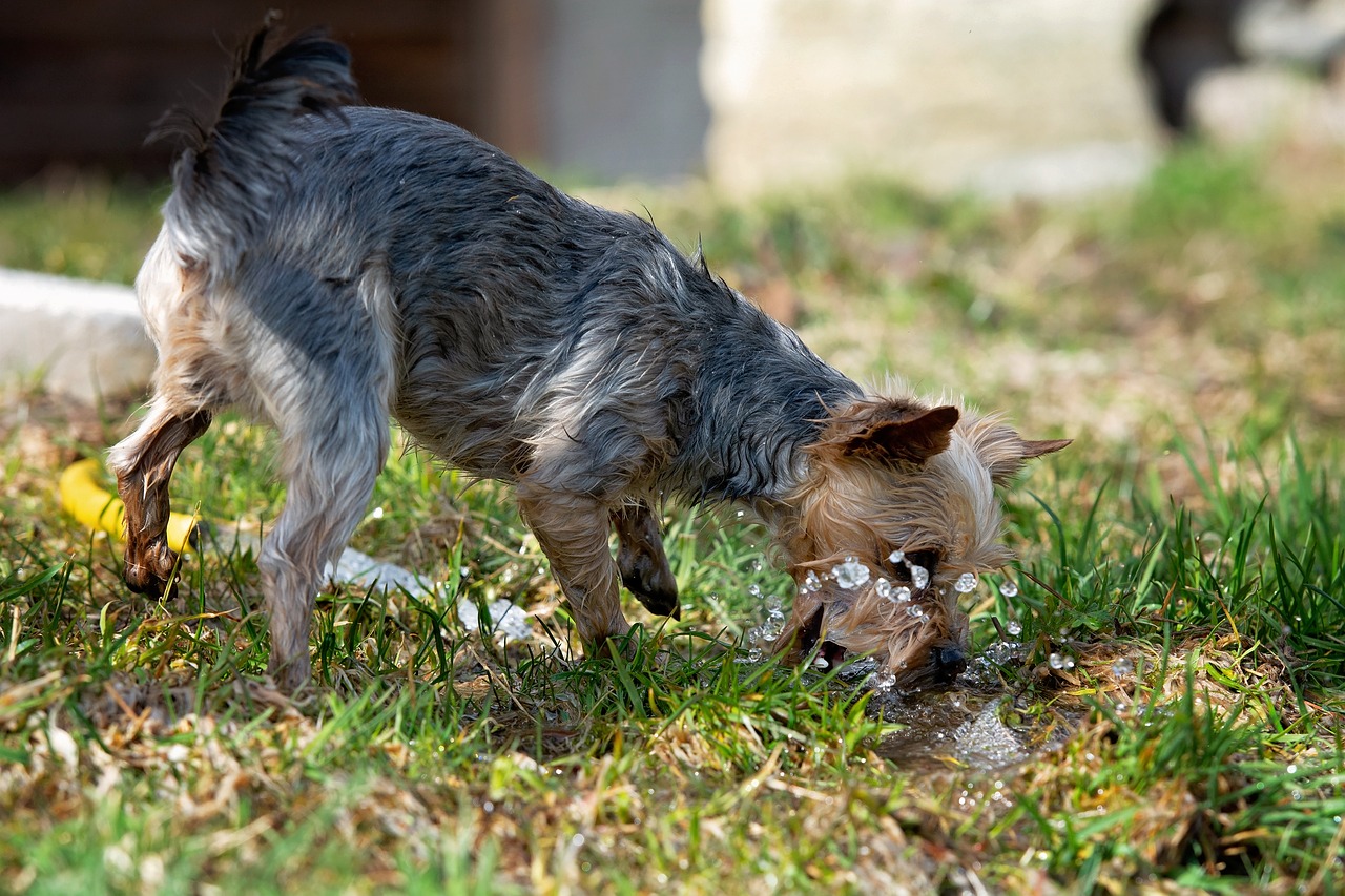 dog  water  out free photo