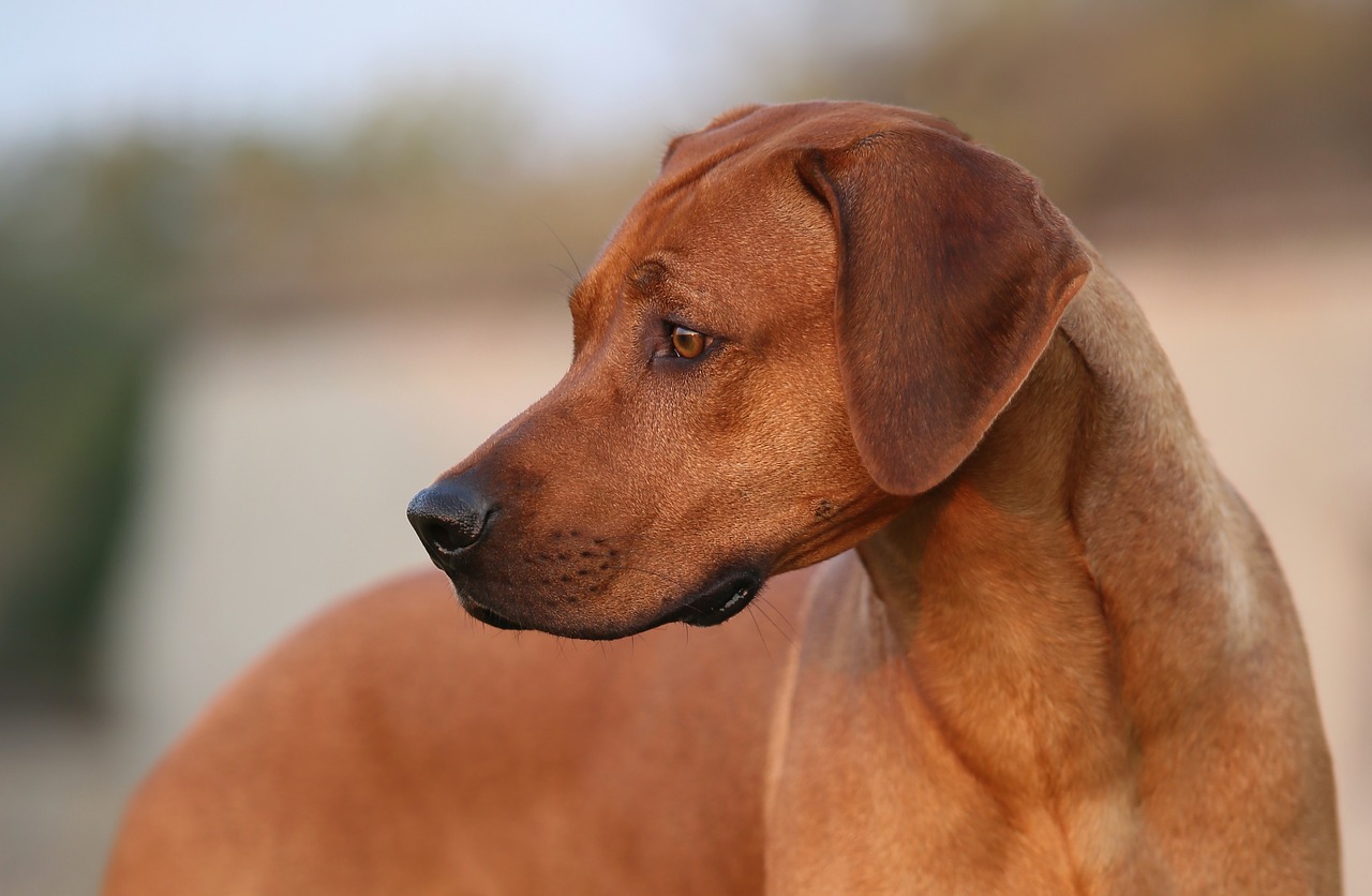 dog  ridgeback  pet free photo