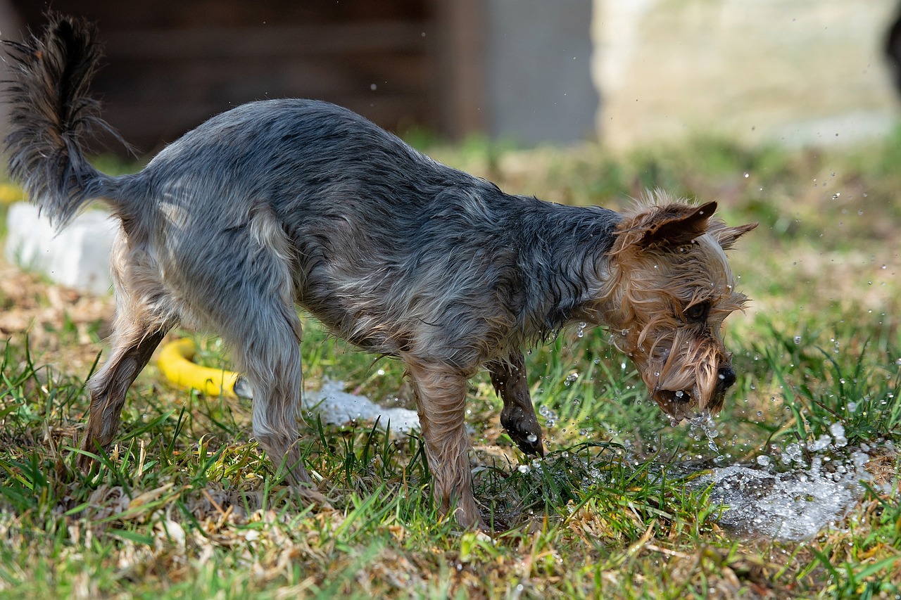 dog  out  water free photo