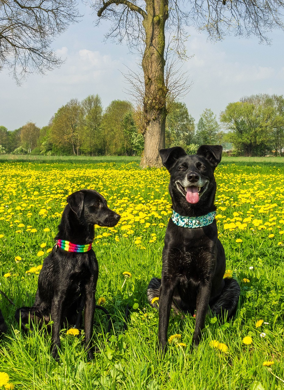 dog  black  pet free photo