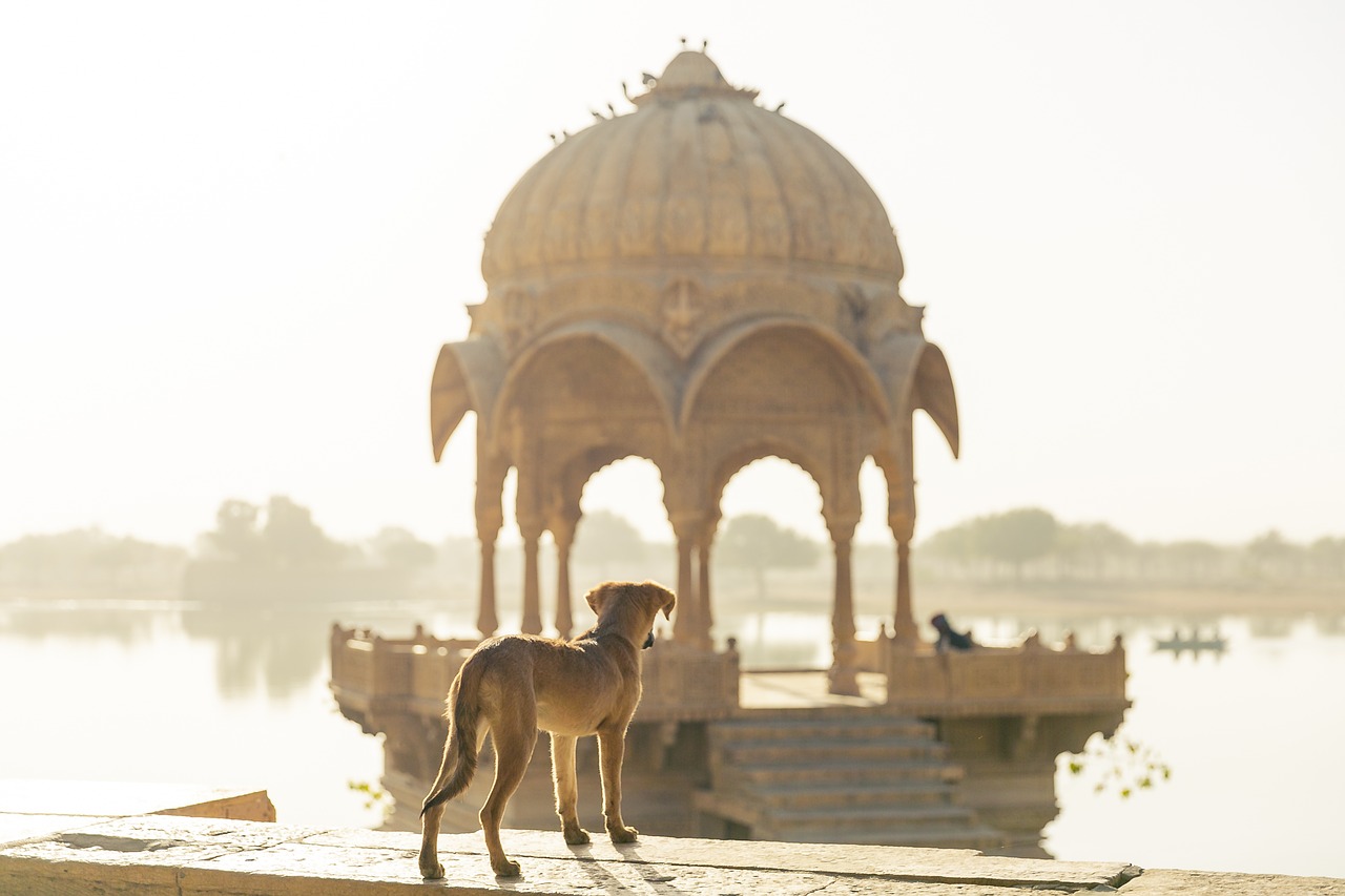 dog  travel  india free photo