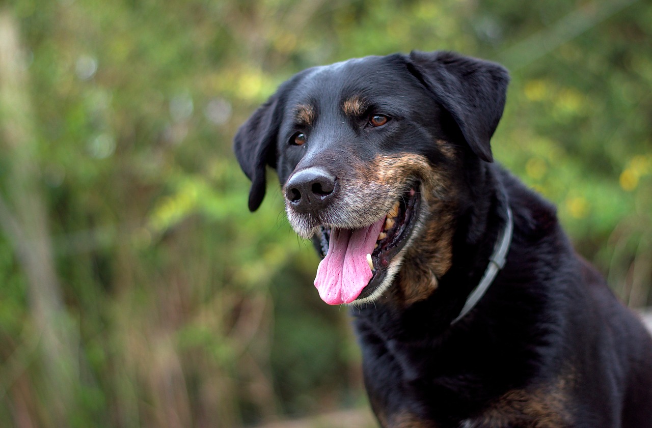 dog  portrait  pet free photo